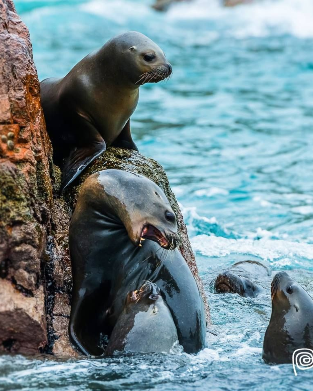 Islas Ballestas, Peru
